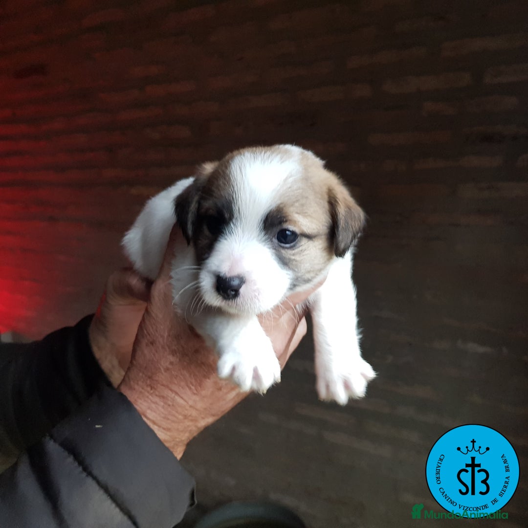 Jack Russell Terrier perros en venta: Jack Russell PEDEGREE (LOE) - Imagen 5