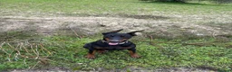 Dobermann perros en venta: Doberman linia americana  - Anuncio 6