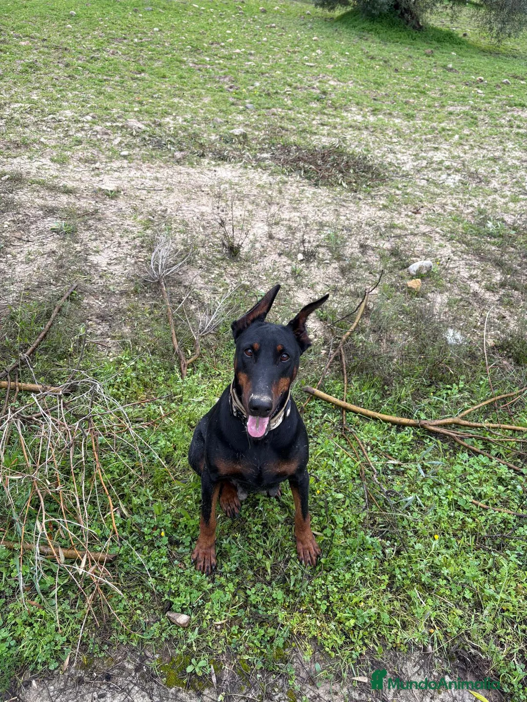 Dobermann perros en venta: Doberman linia americana  - Anuncio 6