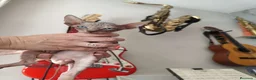 Sphynx gatos en venta: SPHYN  - Anuncio 3