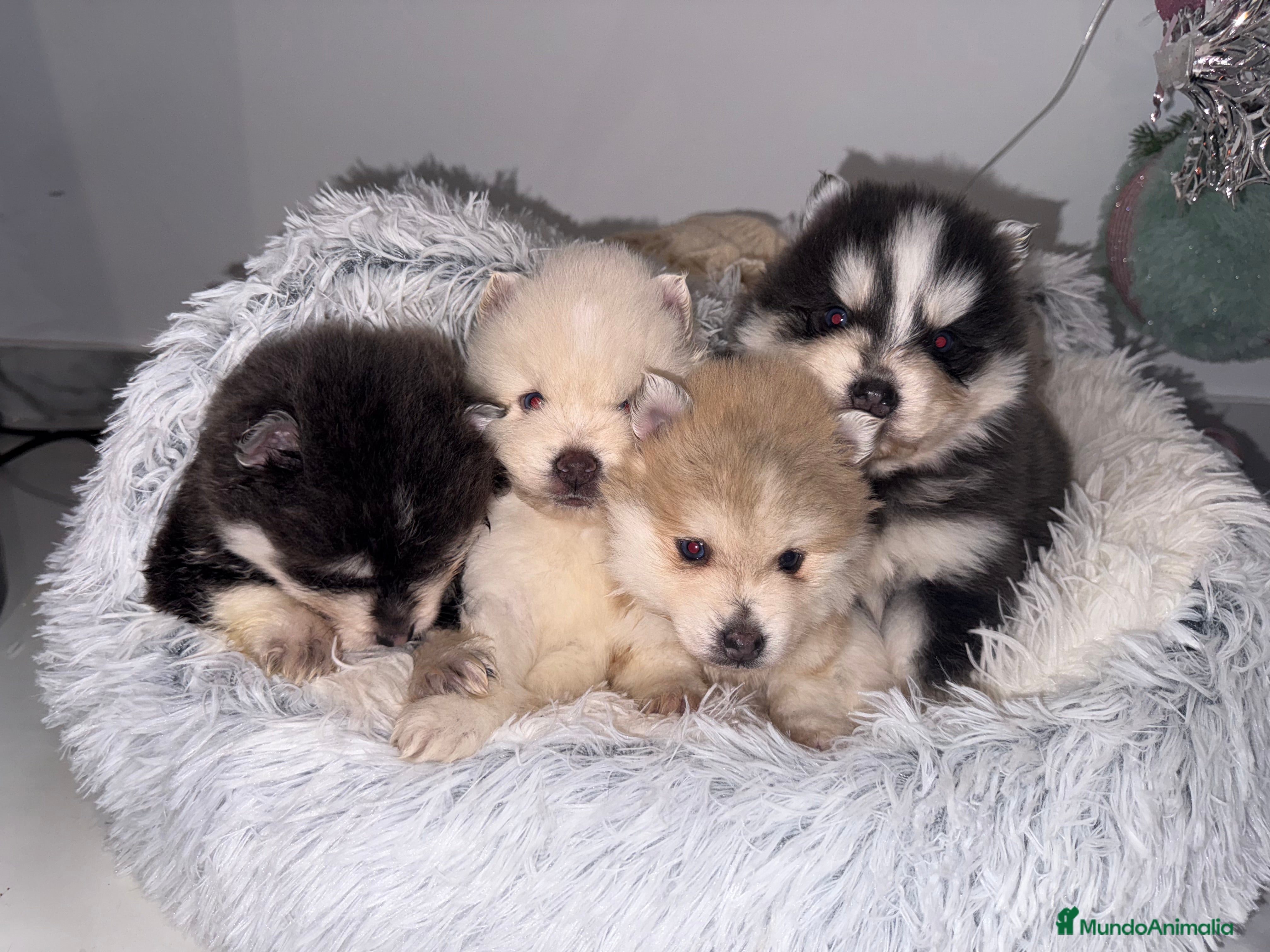 Pomsky perros Pomsky mini huskys ojos azules  - Anuncio 4