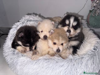 Pomsky perros Pomsky mini huskys ojos azules - Anuncio 3