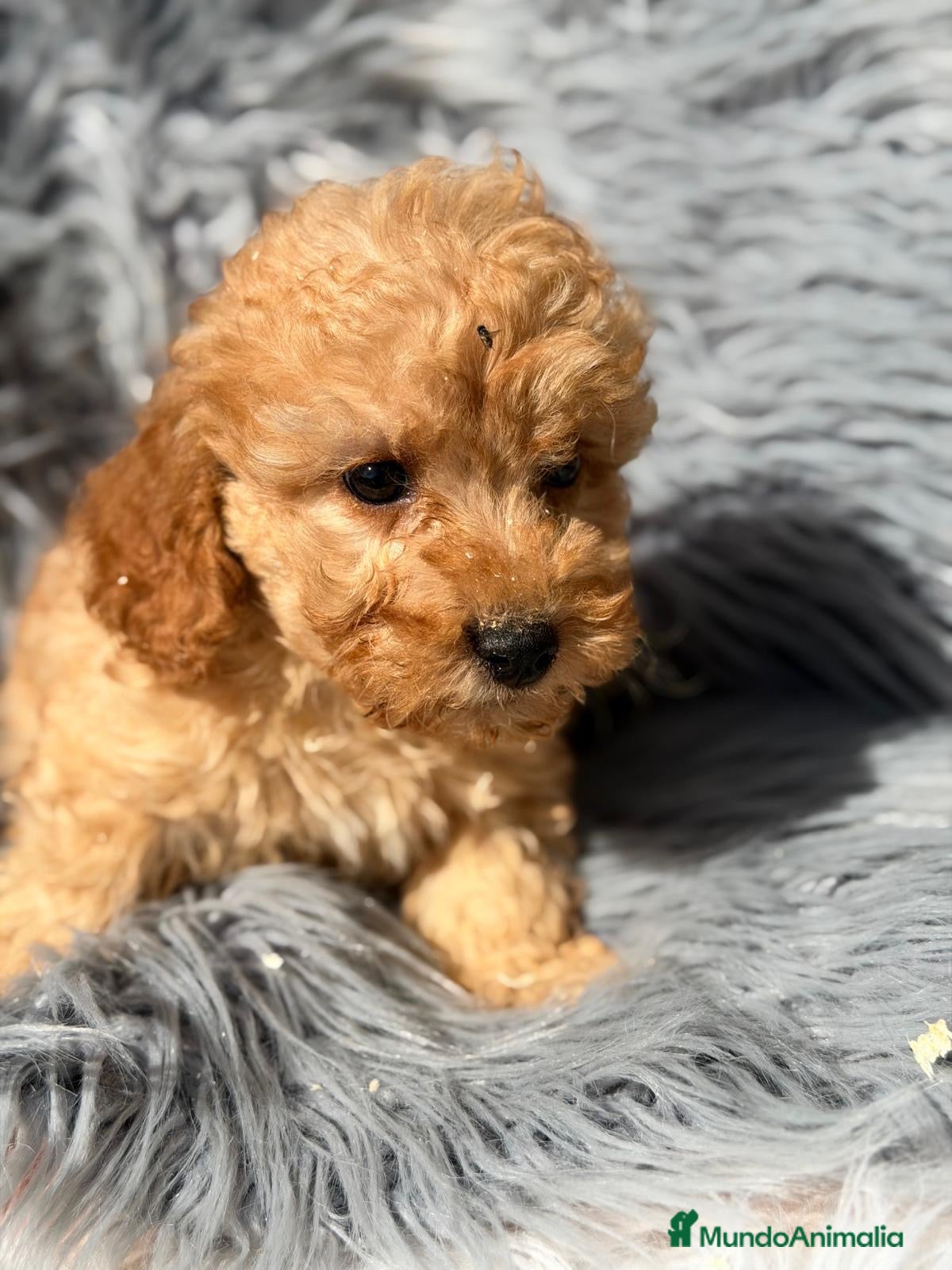 Maltipoo perros en venta: Maltipoo macho apricot  - Anuncio 2