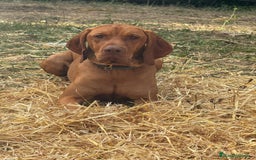 Braco Húngaro de Pelo Corto perros en venta: Cachorros de Braco Húngaro (Vizsla) — Criador aut. - Imagen 6