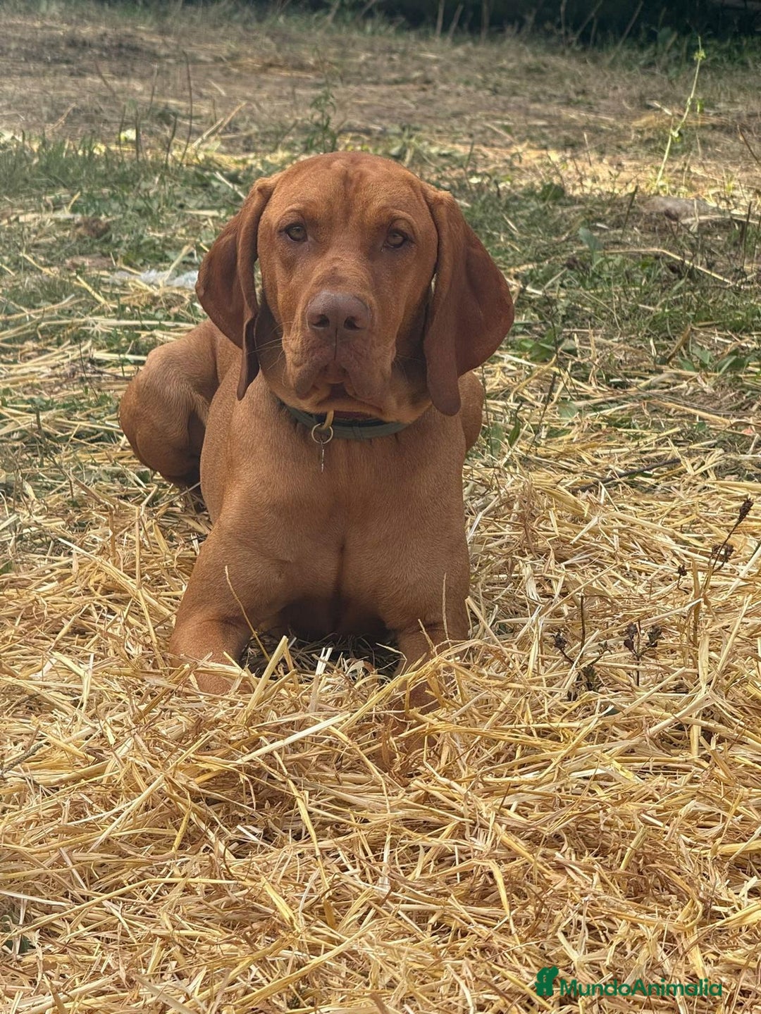Braco Húngaro de Pelo Corto perros en venta: Cachorros de Braco Húngaro (Vizsla) — Criador aut. - Imagen 6