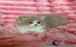 Británico de Pelo Largo gatos en venta: Monísimo gatito British  - Imagen 5