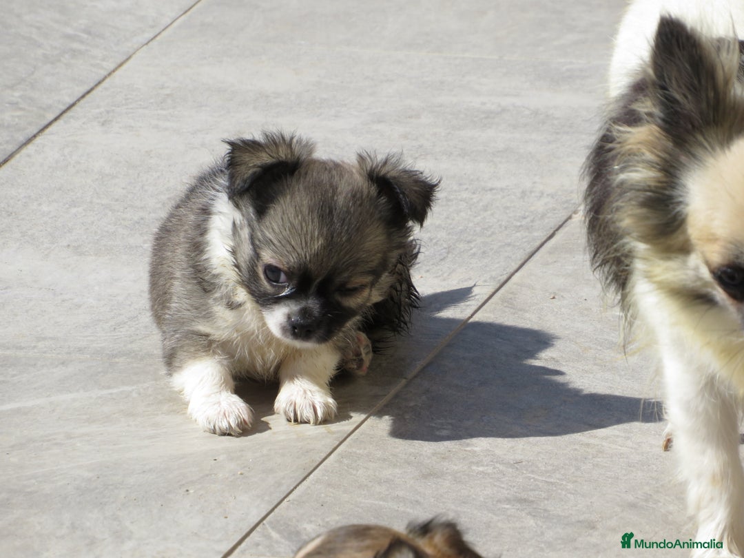 Chihuahua perros en venta: Chihuahuas - Imagen 8