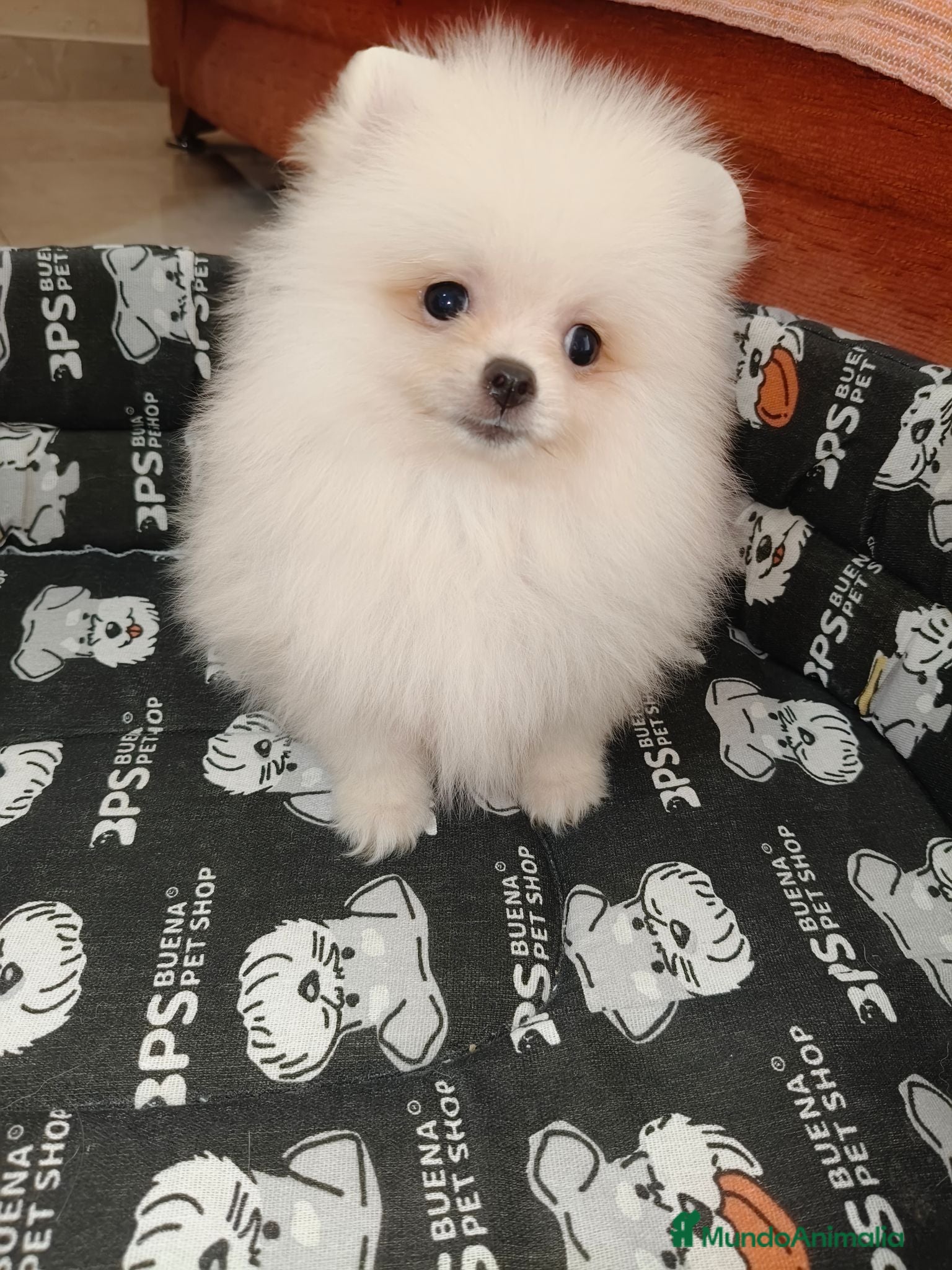 Pomerania perros Pomerania Toy - Anuncio 1