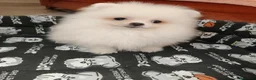 Pomerania perros en venta: Pomerania Toy - Anuncio 1
