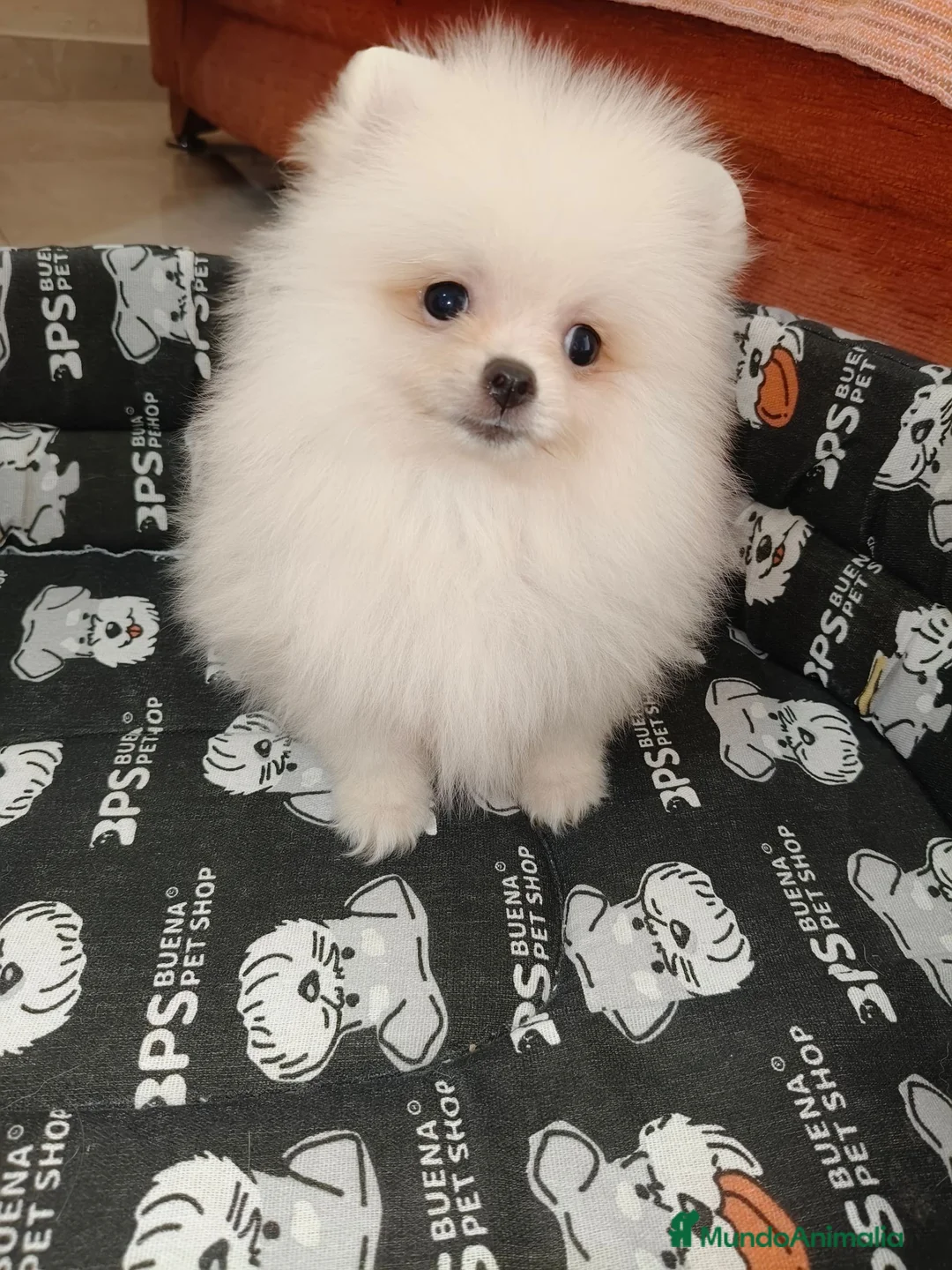 Pomerania perros en venta: Pomerania Toy - Anuncio 1