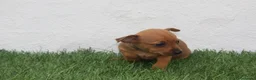 Raza Mixta perros en venta: Minijack - Anuncio 5