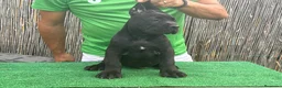 Cane Corso perros en venta: Cachorros de cane corso en Barcelona  - Anuncio 5
