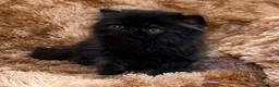 Persa gatos en venta: Persa puro negrito. - Anuncio 3