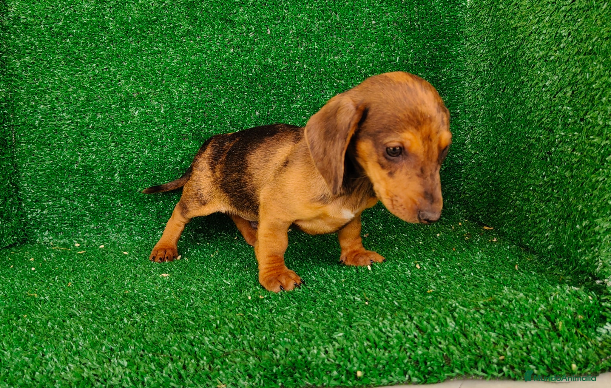 Teckel Miniatura perros Teckel miniatura  - Anuncio 1