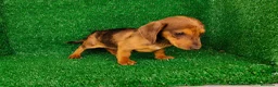Teckel Miniatura perros en venta: Teckel miniatura  - Anuncio 1