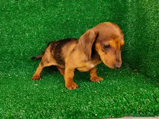 Teckel Miniatura perros Teckel miniatura - Anuncio 2