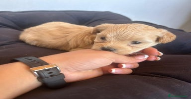 Maltipoo perros EJEMPLARES DE MALTIPOO  - Anuncio 13