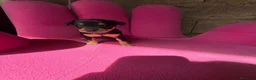 Ratón de Praga perros en venta: RATON DE PRAGA EN BADAJOZ - Anuncio 10