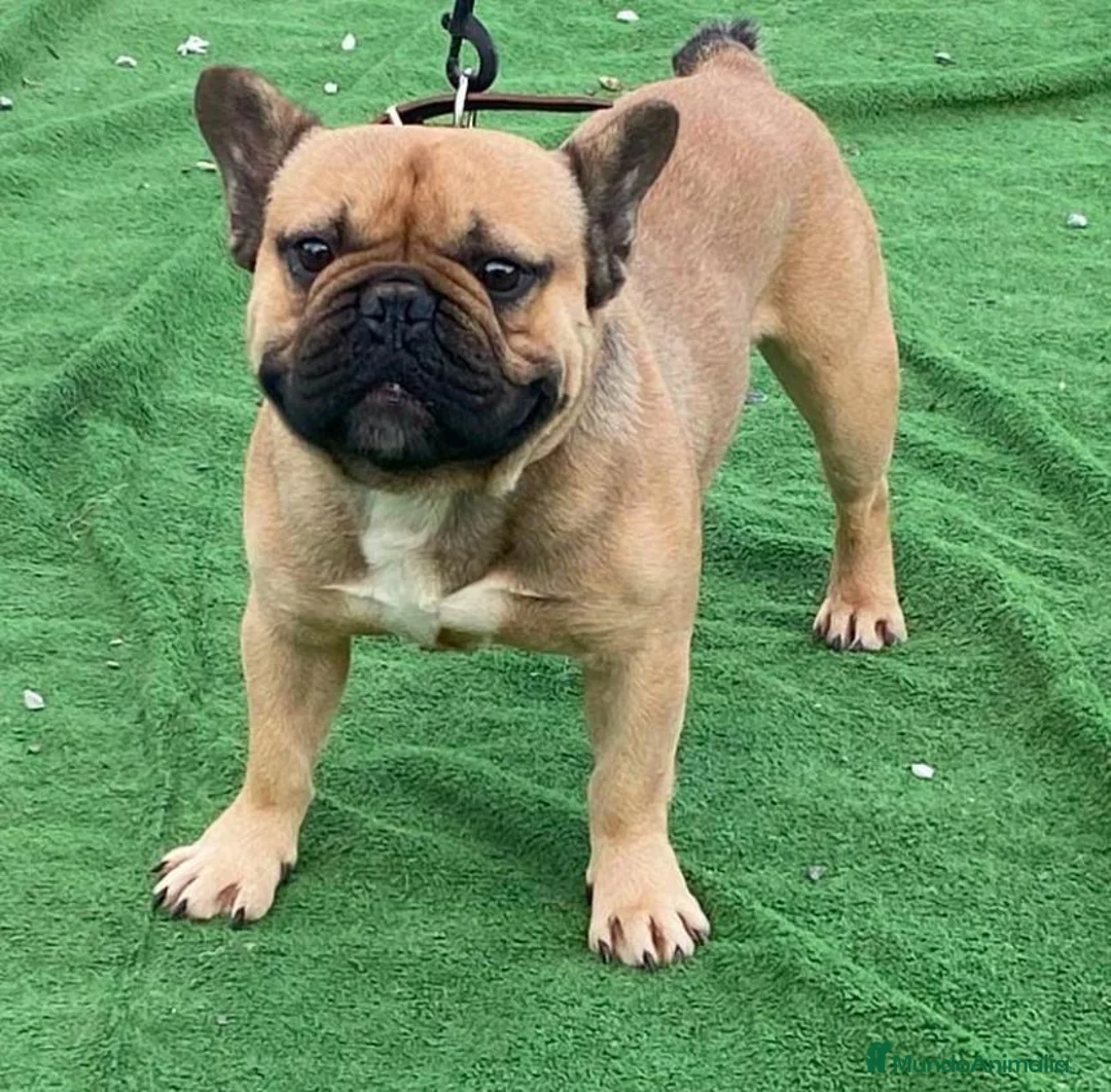 Bulldog Francés perros en venta: Bulldog francés  en Sevilla - Anuncio 13