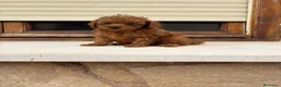 Caniche Toy perros en venta: Caniche mini Toy  - Anuncio 3