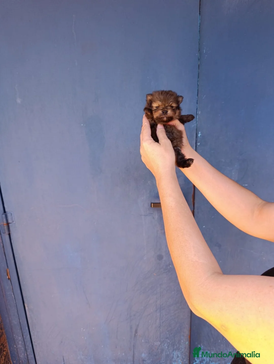 Pomerania perros en venta: Pomerania ositos toy  - Anuncio 2