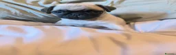Carlino - Pug perros en venta: Cachorros de carlino pug  - Anuncio 2