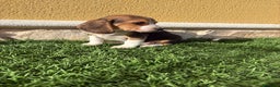 Beagle perros en venta: Beagle cachorro macho línea francesa  - Anuncio 3