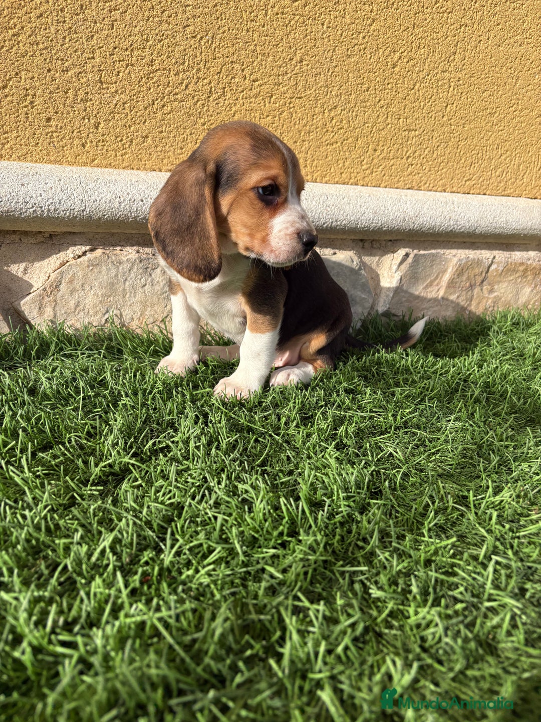 Beagle perros en venta: Beagle cachorro macho línea francesa  - Anuncio 3