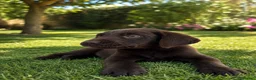 Labrador Retriever perros en venta: CACHORROS DE LABRADOR CHOCOLATE - Anuncio 1