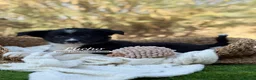 Border Collie perros en venta: CRIADERO DE BORDER COLLIE - Anuncio 6