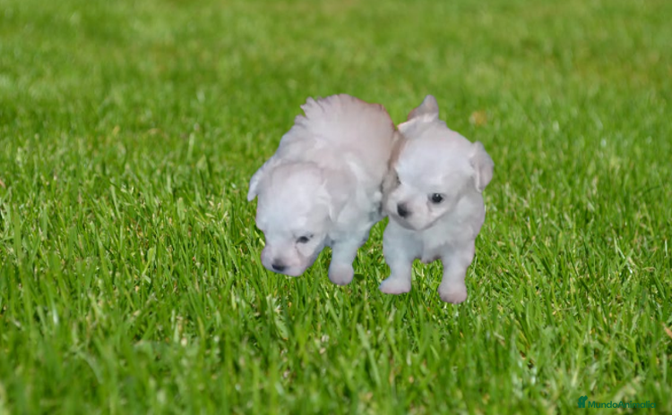 Bichón Maltés perros - Anuncio 6