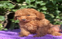Caniche Toy perros en venta: Caniche  toy hembra  - Imagen 3