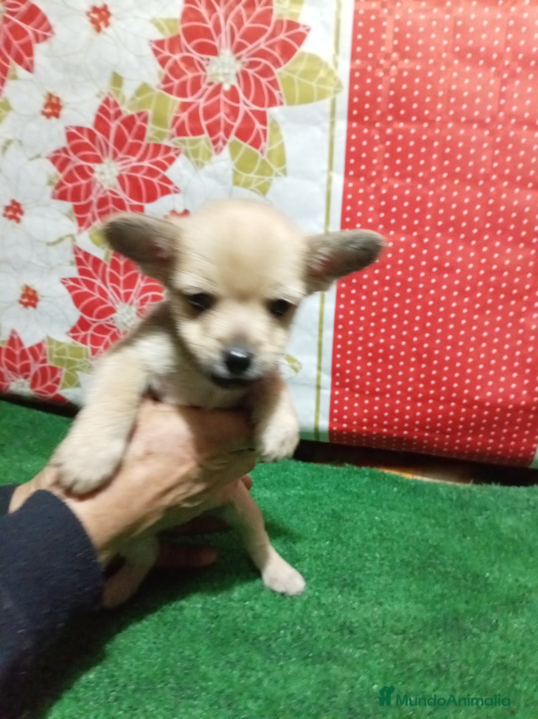 Chihuahua perros en venta: Chihuahua - Anuncio 3