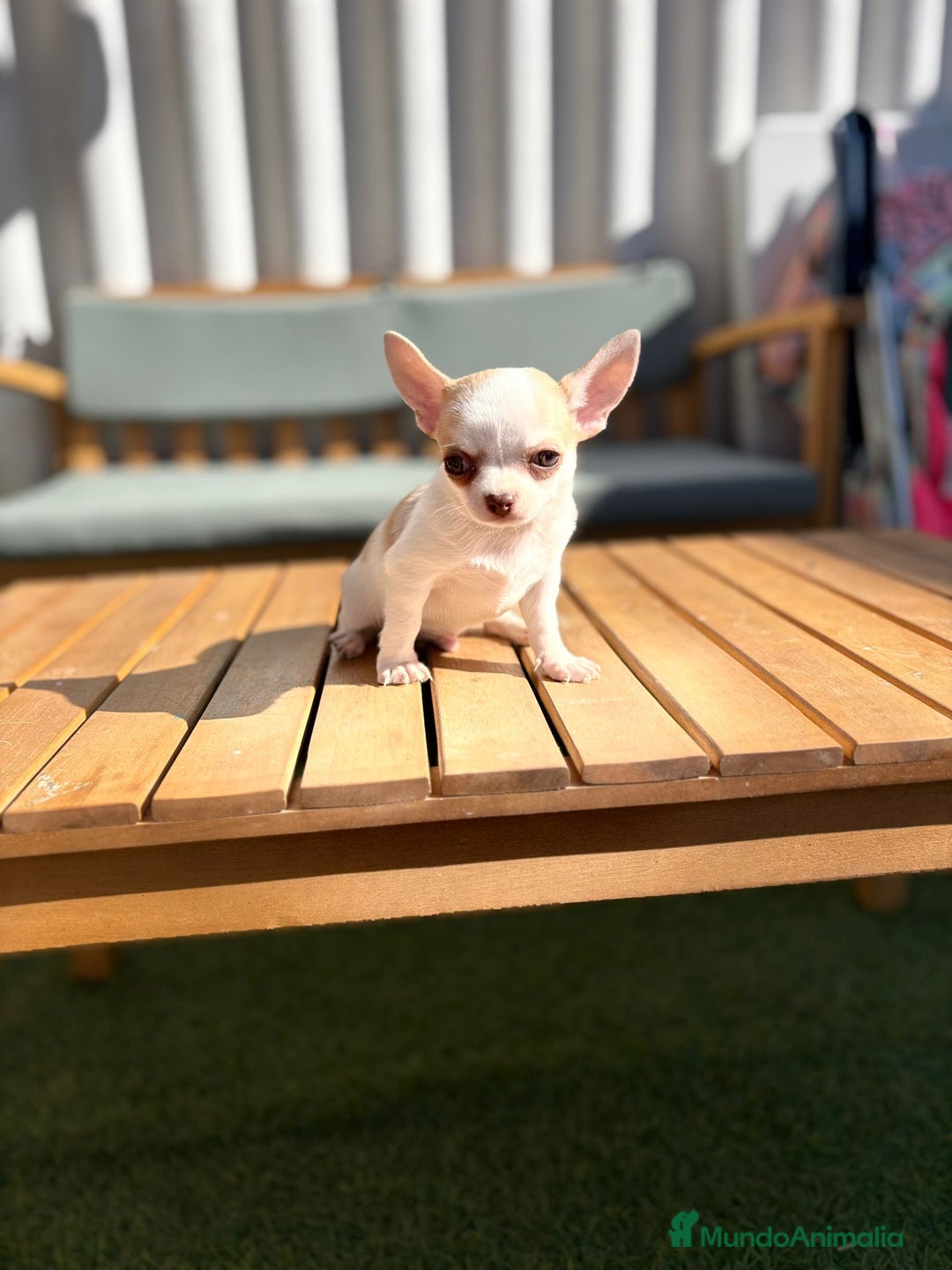 Chihuahua perros en venta: Chihuahua toy cabeza manzana 🍏 - Imagen 5
