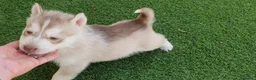 Husky Siberiano perros en venta: Husky rojos y chocolate - Anuncio 2