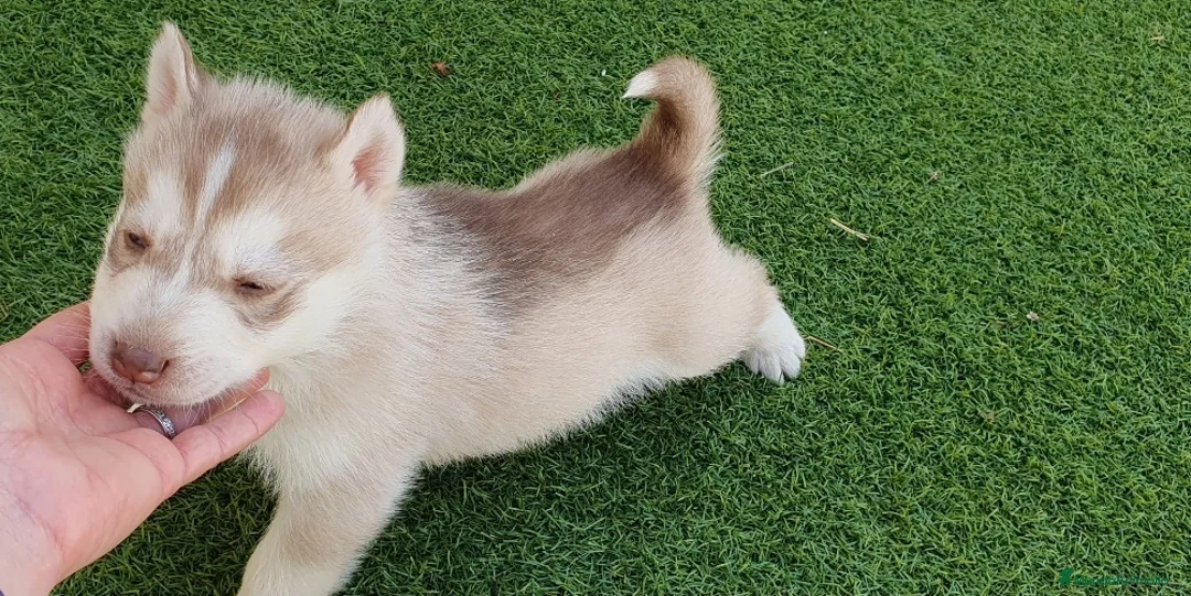 Husky Siberiano perros en venta: Husky rojos y chocolate - Anuncio 2