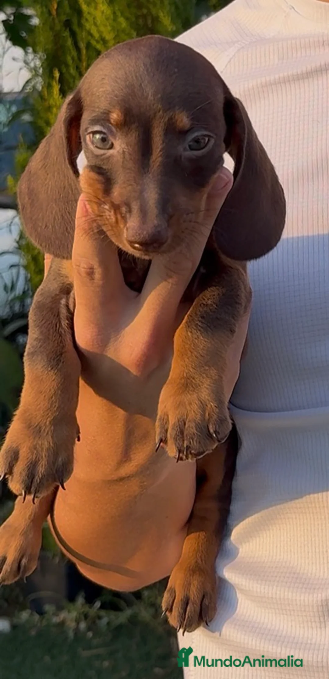 Teckel Miniatura perros en venta: Teckel miniatura  - Anuncio 2