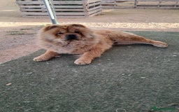 Chow Chow perros en venta: Bebes chow chow /lengua azul  - Imagen 5