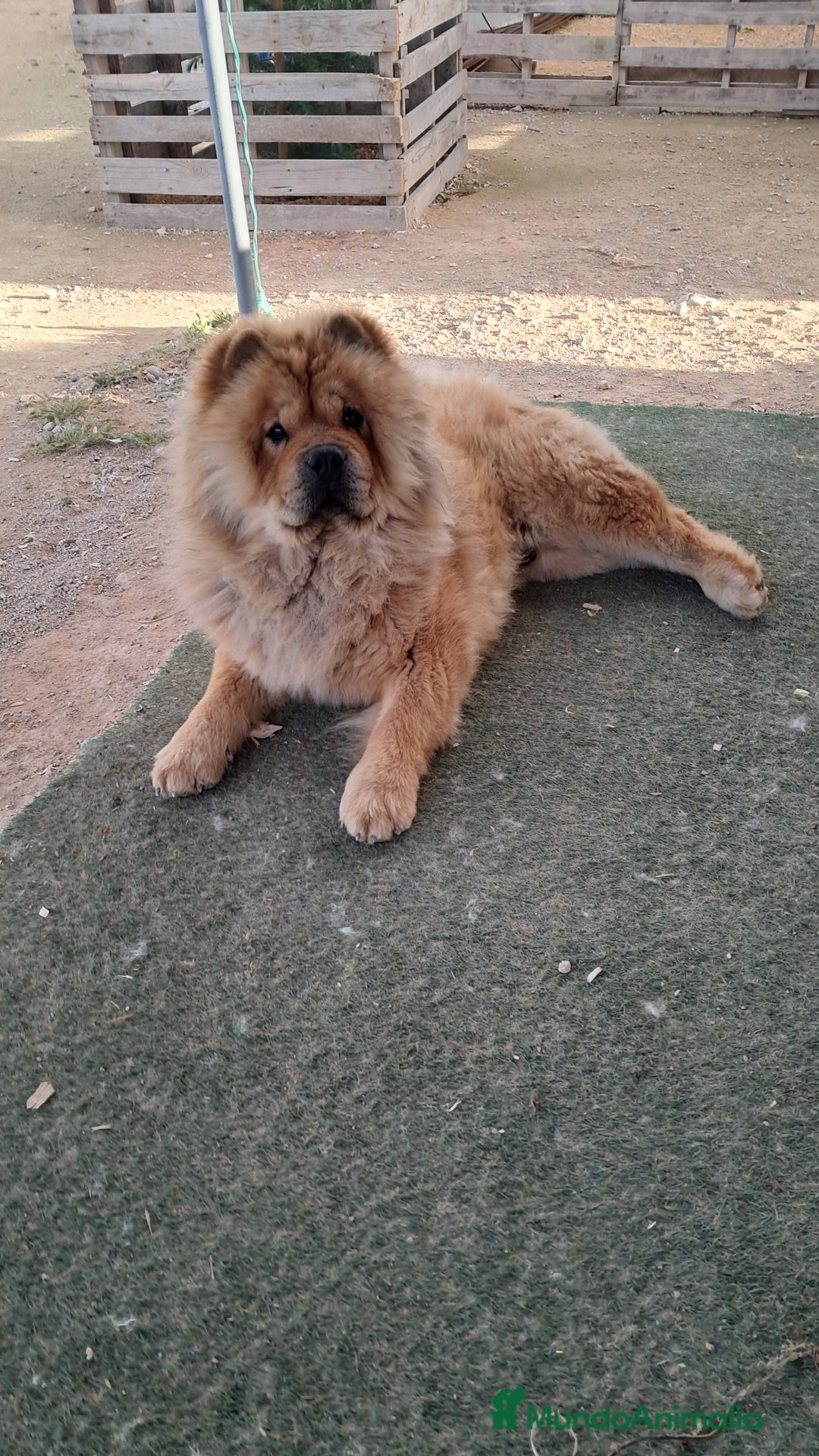 Chow Chow perros en venta: Bebes chow chow /lengua azul  - Imagen 5