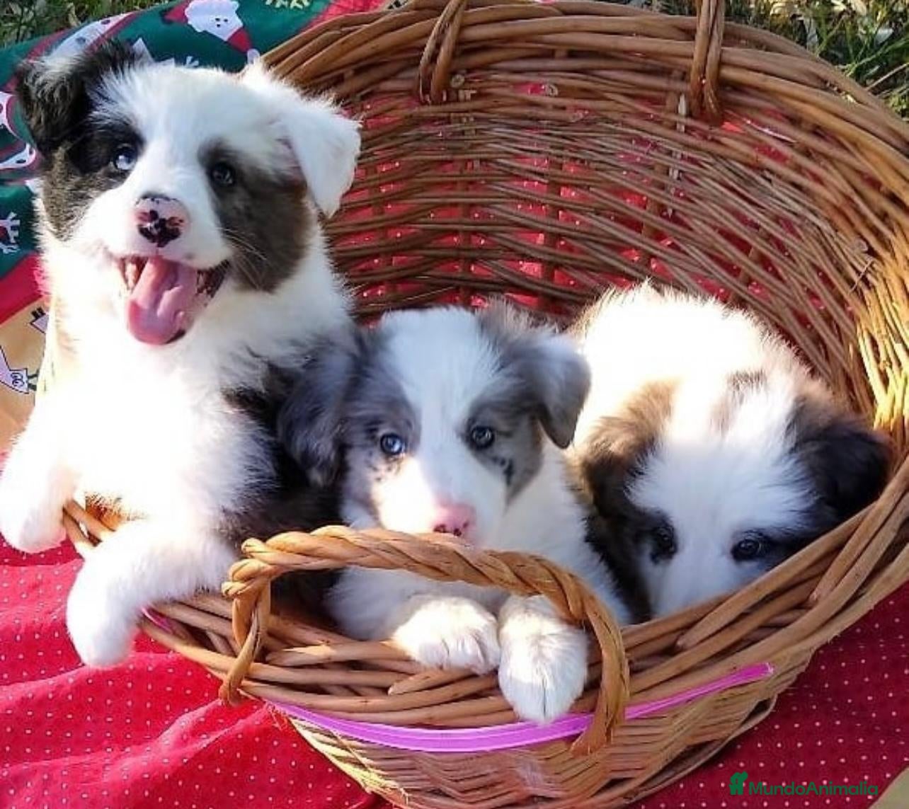 Border Collie perros BORDER COLLIE - Anuncio 28