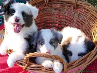 Border Collie perros - Anuncio 1