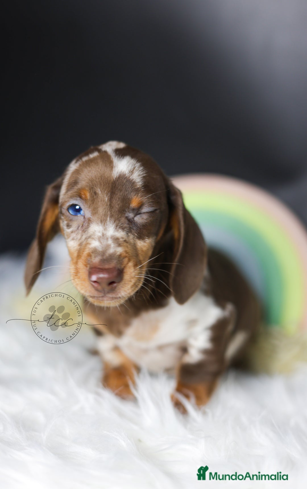 Teckel perros en venta: Teckel arlequín chocolate - Anuncio 2