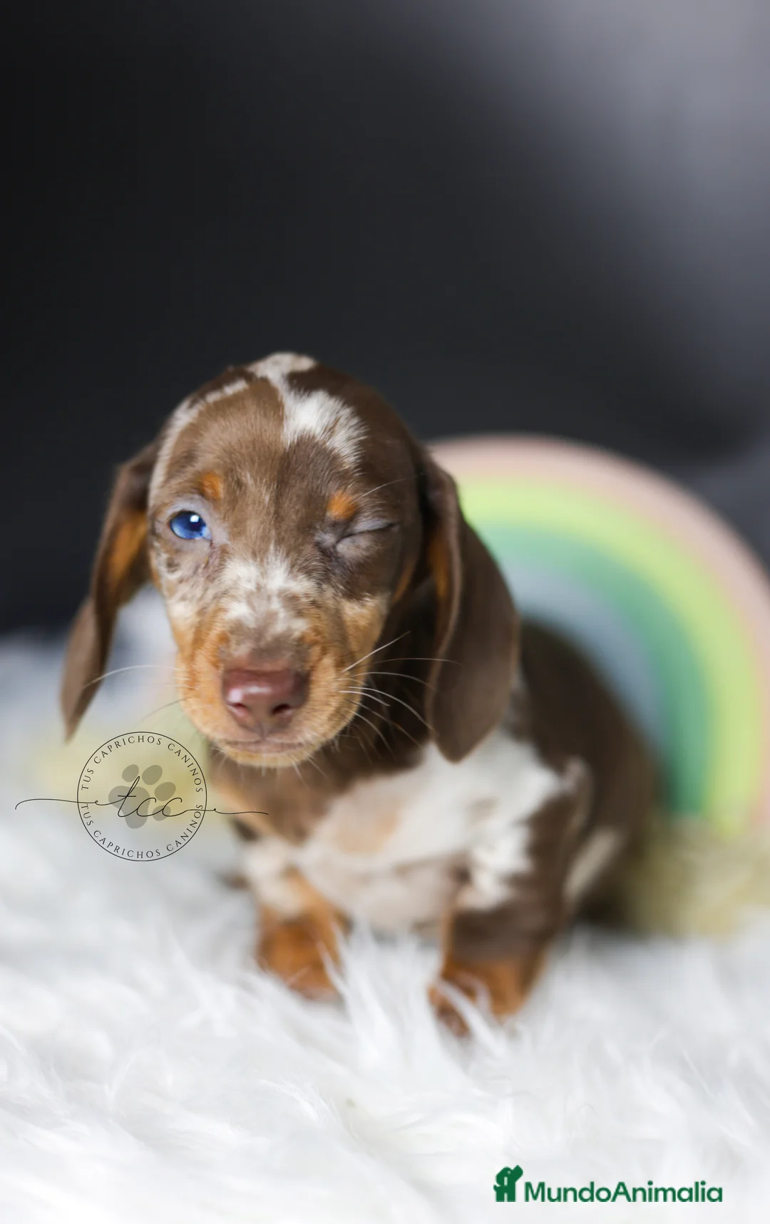 Teckel perros en venta: Teckel arlequín chocolate - Anuncio 2