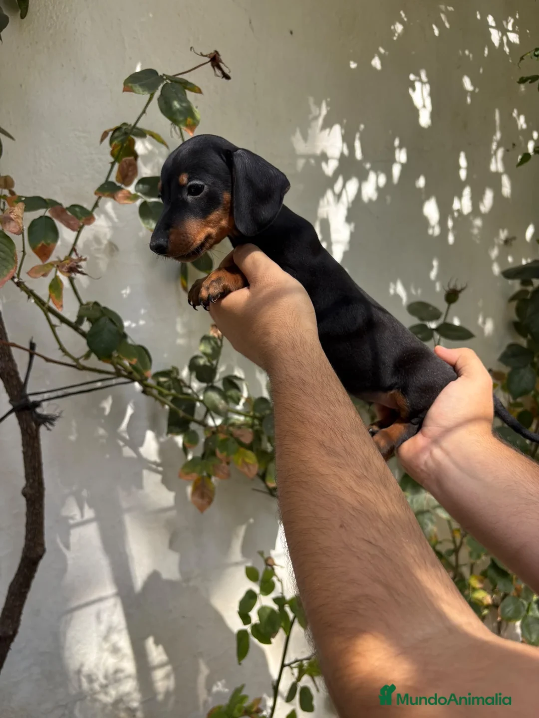 Teckel perros en venta: Cachorros de Teckel Kaninchen  - Anuncio 6