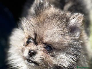 Pomerania perros Pomerania de calidad superior en Illes Balears - Anuncio 23