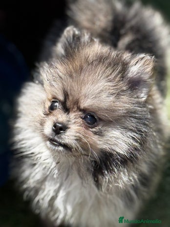 Pomerania perros en Illes Balears - Anuncio 11