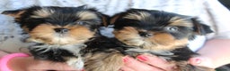 Yorkshire Terrier perros en venta: Preciosidades de yorkshire en Barcelona - Anuncio 3