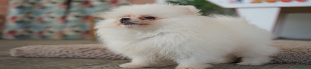 FROXTY