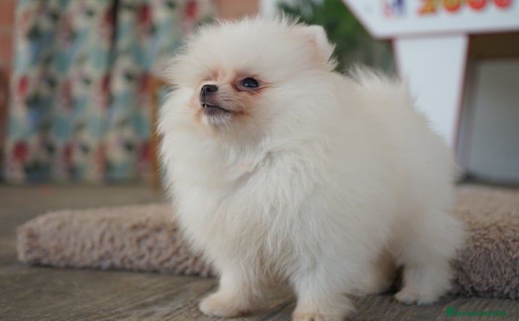 Pomerania perros - Anuncio 8