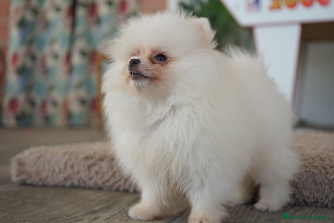 Pomerania perros en venta: 🐾🔥 Mini leones listos para rugir 🎯 - Imagen 2
